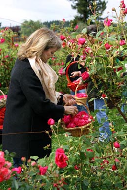 picking perfume roses