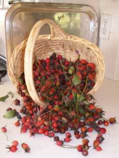 basket of rose hips